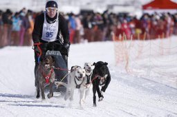 Lenk 2013
